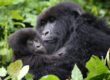 Rwanda Gorillas