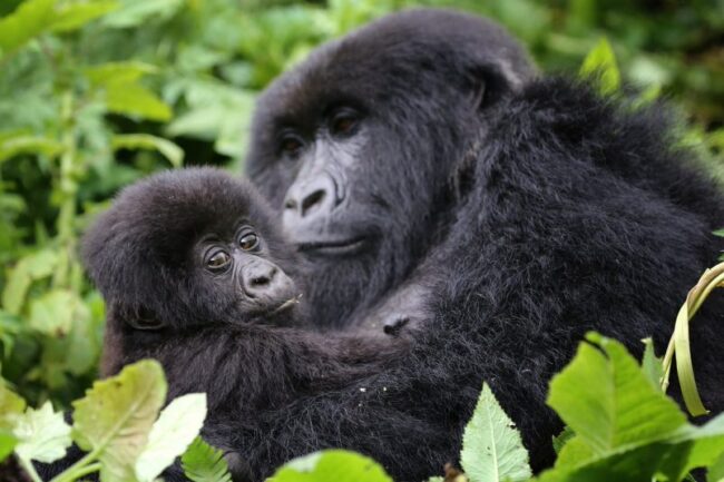 Rwanda Gorillas