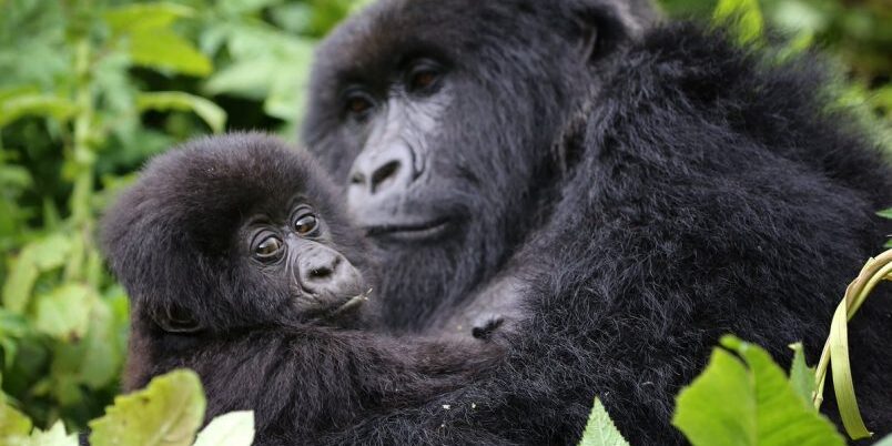 rwanda-gorillas Rwanda Gorillas