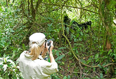 Bwindi Gorilla Trekking