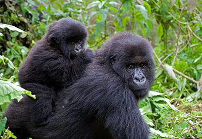 Bwindi Gorilla