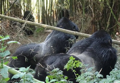 Gorilla Trekking in Mgahinga