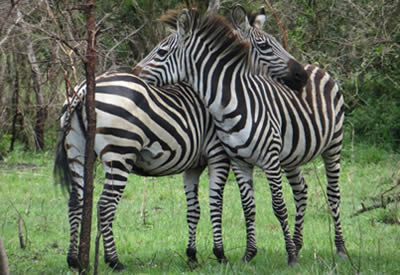 Zebras in Lake Mburo National Park