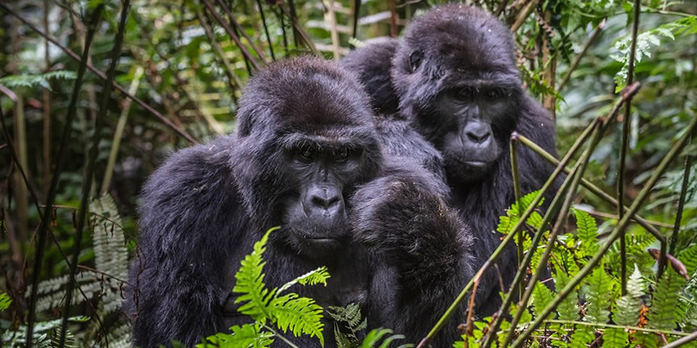 Bwindi Mountain Gorillas