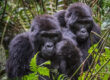 Bwindi Mountain Gorillas