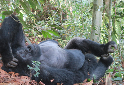 Gorilla Habituation Experience