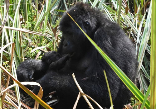 Bwindi Mountain Gorilla