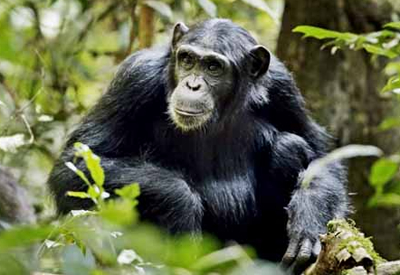 Chimpanzee in Kibale Forest