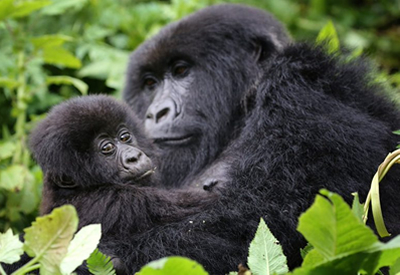 Rwanda Gorillas