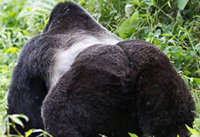 Silverback Mountain Gorilla