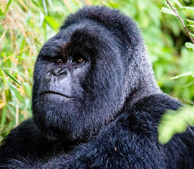 Bwindi Mountain Gorilla