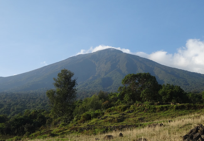 uganda gorilla tour