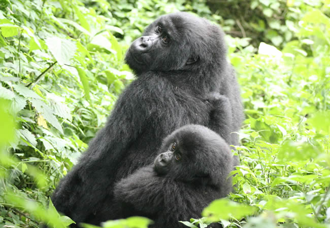gorilla watching safaris
