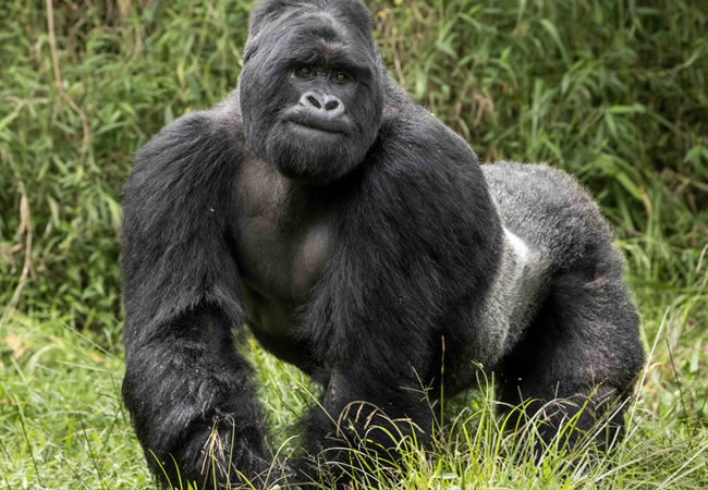 Go Gorilla Trekking: Uganda, Rwanda & Congo Safaris & Tours