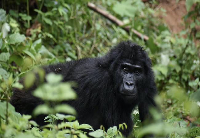 gorilla watching safaris