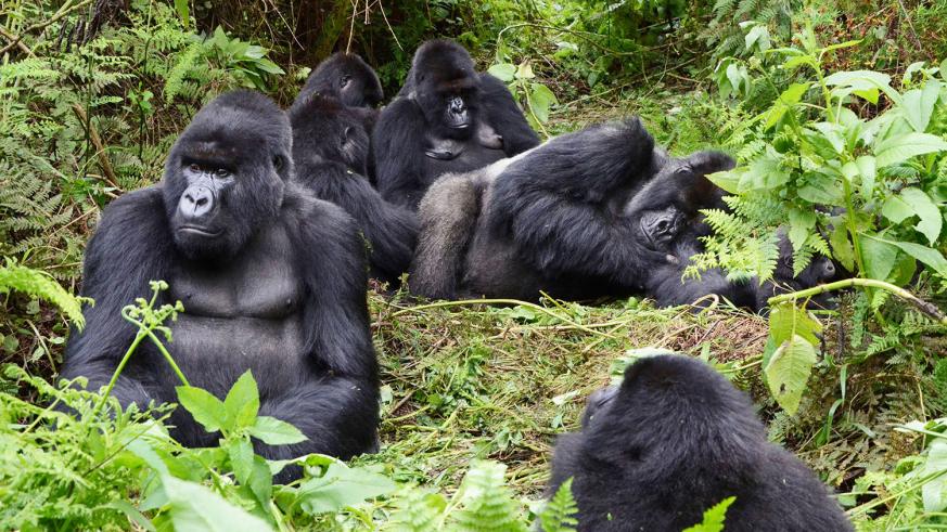 Rwanda Mountain Gorillas