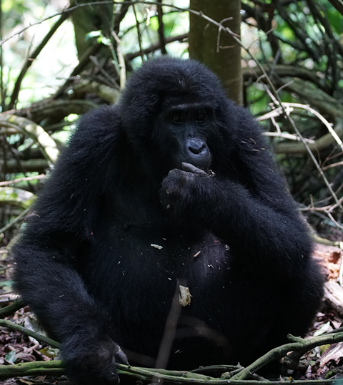 Bwindi Mountain Gorilla