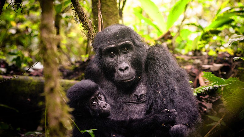 Bwindi Gorilla