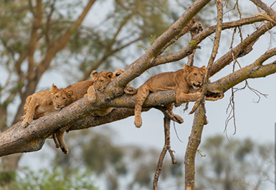 Ishasha Tree Climbing Lions