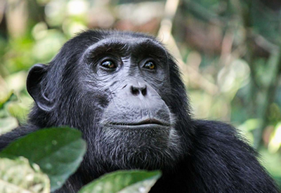 Kibale Chimpanzee