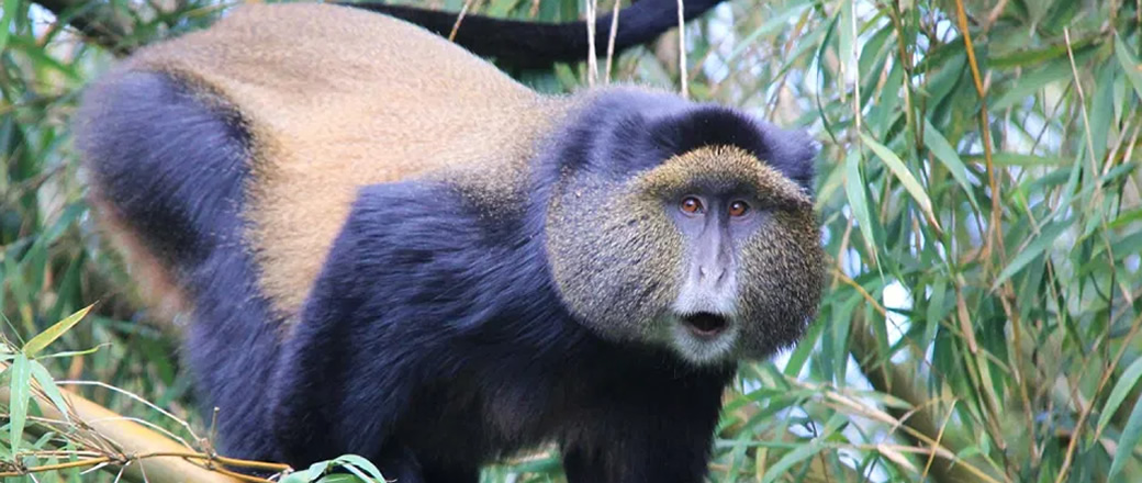 Mgahinga Golden Monkeys