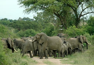 Queen Elizabeth National Park Elephants