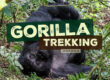 Gorilla Trekking in Uganda