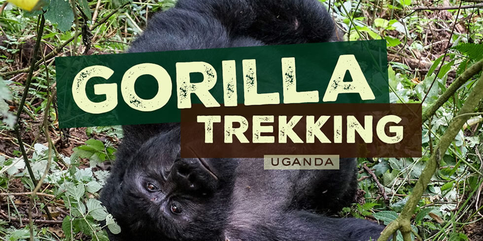 Gorilla Trekking in Uganda
