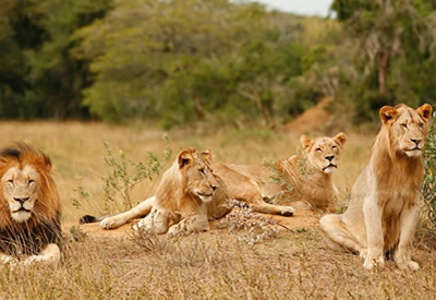 Akagera Lions