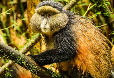 Golden Monkeys in Rwanda