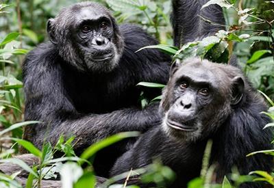 Kibale Chimpanzees