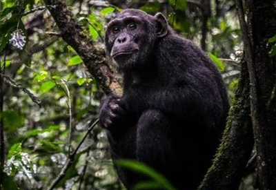 Nyungwe Chimpanzee