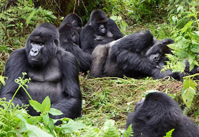 gorilla watching safaris