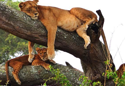 Tree Climbing Lion