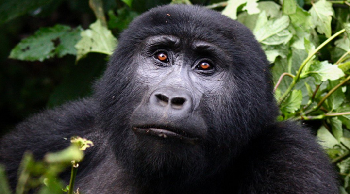 Bwindi Mountain Gorilla