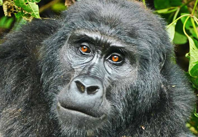 Bwindi Mountain Gorilla