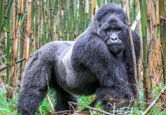 Mgahinga Gorilla Safari