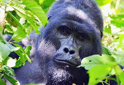 Bwindi Silverback Gorilla