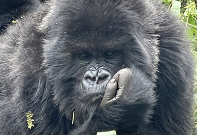 Rwanda Silverback Gorilla