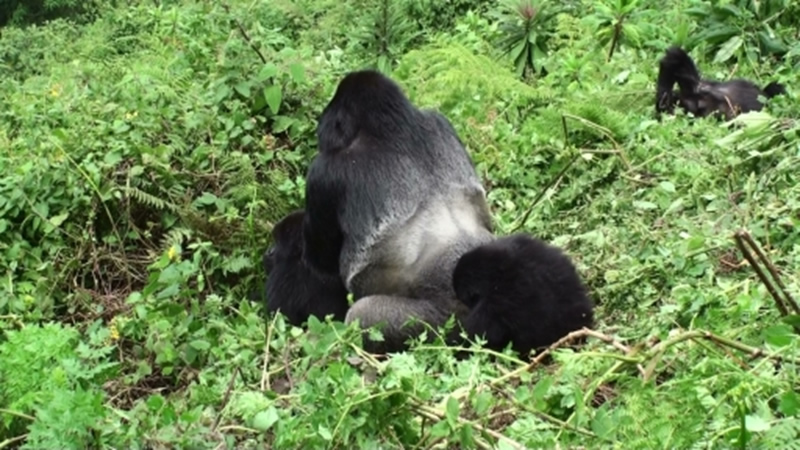 Rwanda Mountain Gorilla