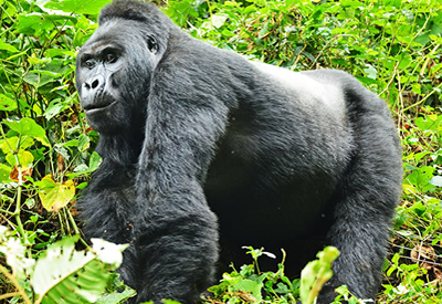 Silverback Gorilla