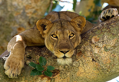 Tree Climbing Lions of Ishasha